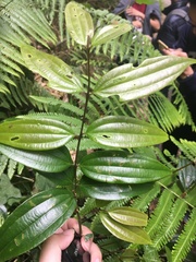 Cinnamomum subavenium