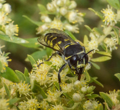 Stictia arcuata