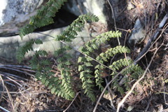 Myriopteris alabamensis