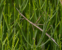 Tetanorhynchini