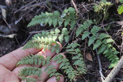 Myriopteris alabamensis