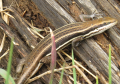 Trachylepis varia