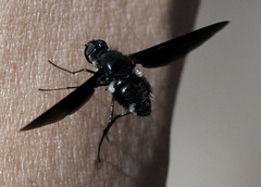 Anthrax aterrimus