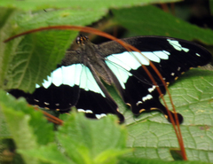 Papilio phorcas