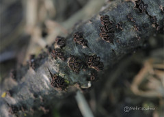 Godronia ribis