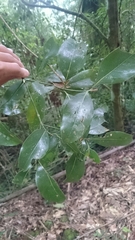 Beilschmiedia erythrophloia