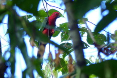 Moluccan King-Parrot photo 5