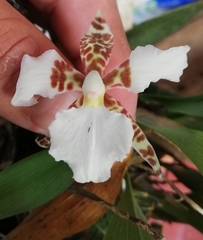 Rhynchostele rossii