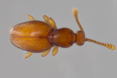 Leptoscydmus