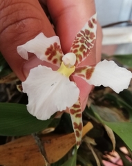 Rhynchostele rossii