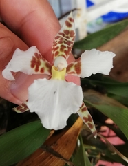 Rhynchostele rossii