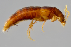 Ischnosoma suteri