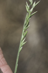 Poa fendleriana