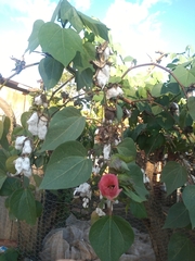 Gossypieae