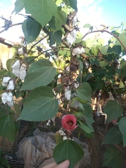 Gossypieae