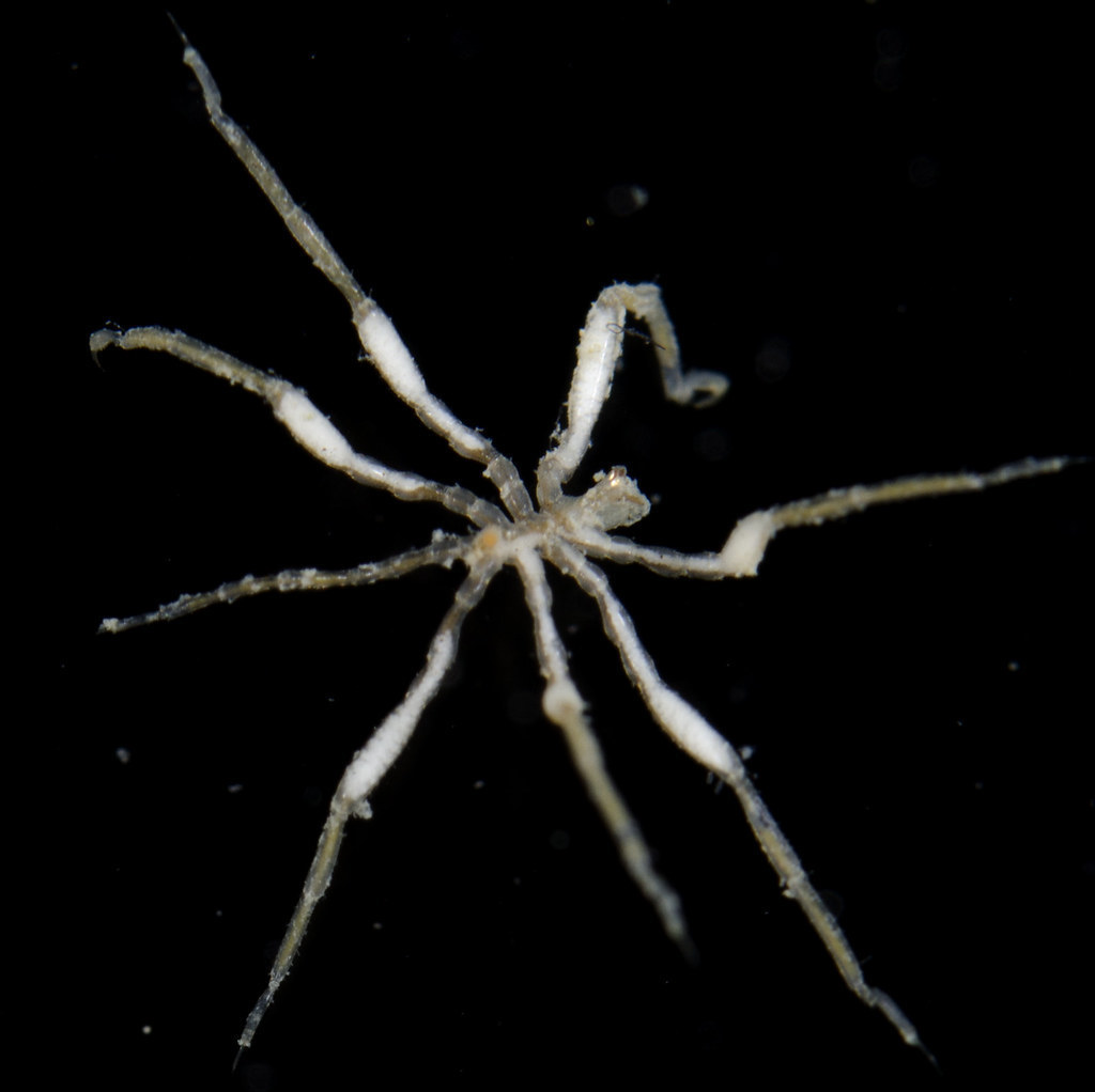 Anoplodactylus maritimus