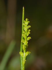 Microtis atrata