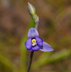 Thelymitra holmesii