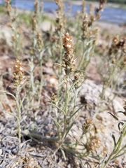 Gamochaeta falcata