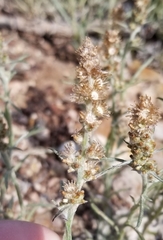 Gamochaeta falcata