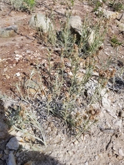 Gamochaeta falcata