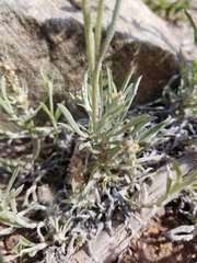 Gamochaeta falcata