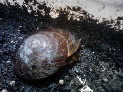 Caracolus excellens