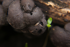 Porcellium collicola