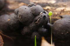 Porcellium collicola