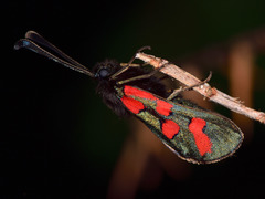 Zygaena oxytropis