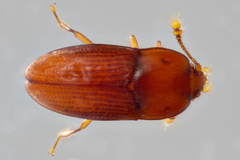 Philothermus glabriculus