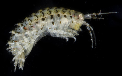 Gammarus mucronatus Say, 1818