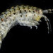 Gammarus mucronatus - Photo (c) smithsonian_marinegeo, some rights reserved (CC BY-NC-SA), uploaded by smithsonian_marinegeo
