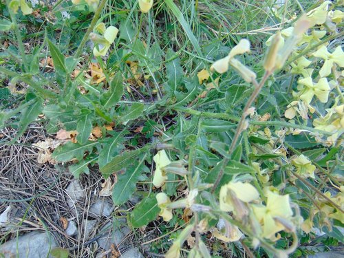 Image of Hesperis laciniata by no rights reserved