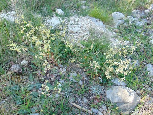 Image of Hesperis laciniata by no rights reserved