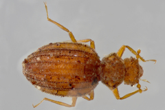 Dasycerus carolinensis