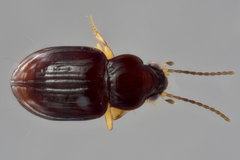 Elaphropus