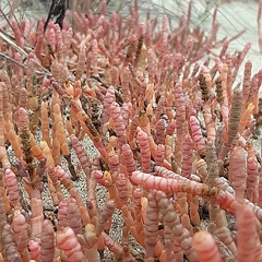 Salicornia natalensis