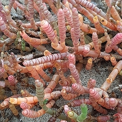 Salicornia natalensis