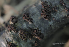 Godronia ribis