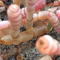 Salicornia natalensis