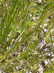 Pseudothyris sepulchralis