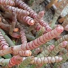 Salicornia natalensis