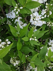 Deutzia gracilis