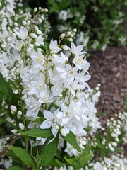 Deutzia gracilis