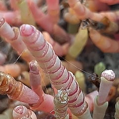 Salicornia natalensis