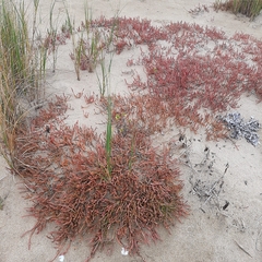 Salicornia natalensis