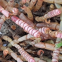 Salicornia natalensis