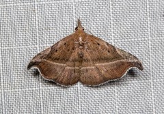 Corgatha ancistrodes