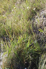Cephalaria coriacea